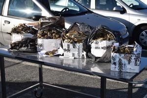 Slika vijesti/2016/Ptice-Rupa (2).JPG